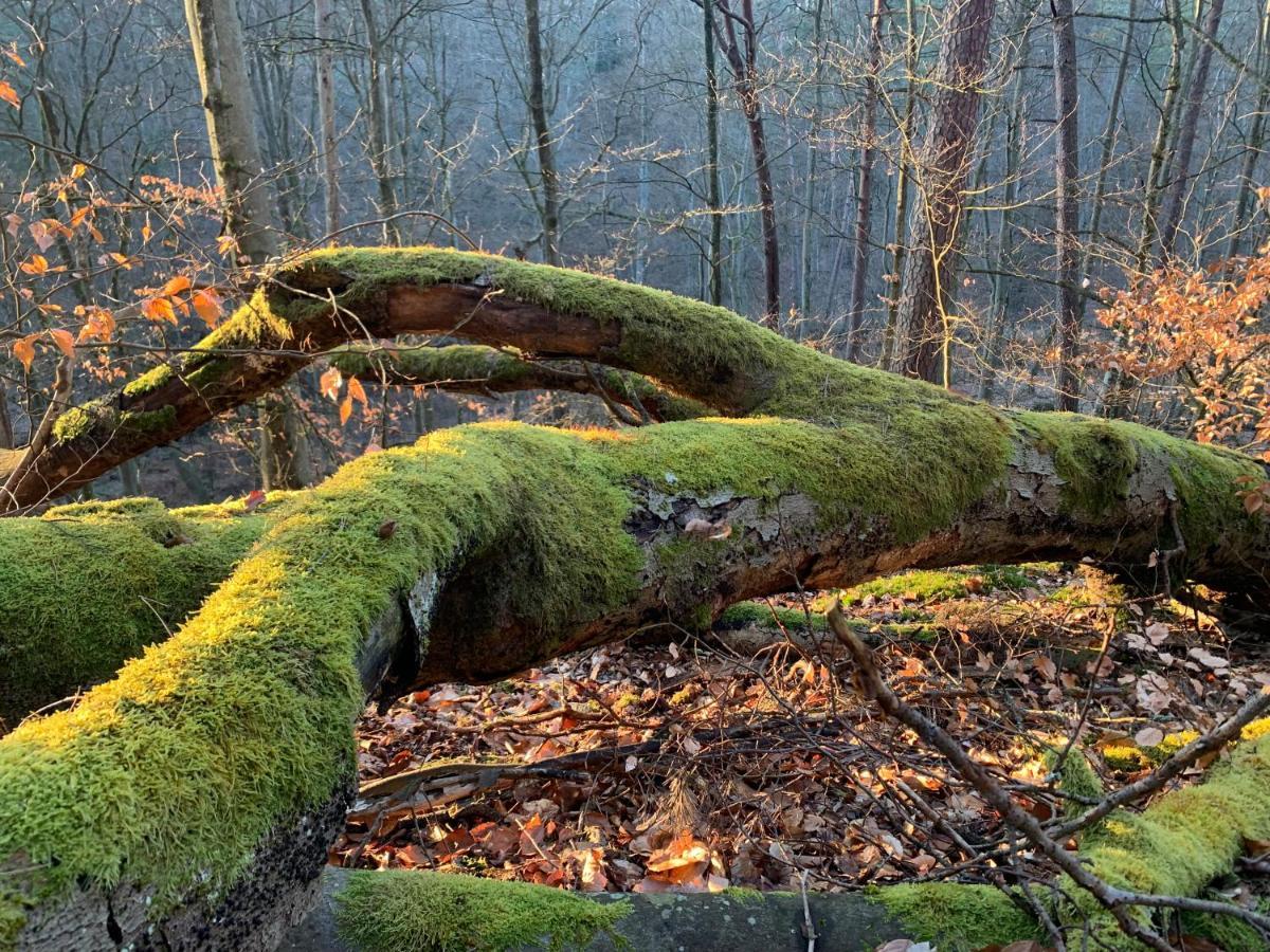 Agroturystyka Gesiniec Stare Osieczno Kültér fotó